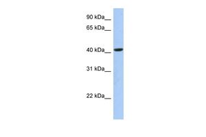 Anti-FAM105A antibody, Internal used in Western blot. GTX46073