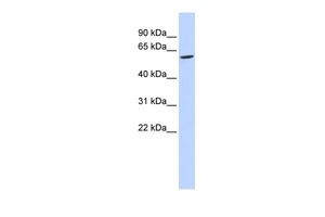 Anti-FAM134C antibody, N-term used in Western blot. GTX45548