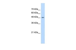 Anti-FAM174B antibody, C-term used in Western blot. GTX46959