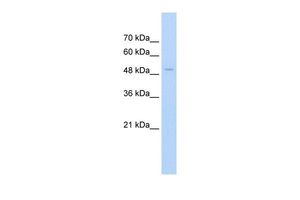 Anti-FAM174B antibody, N-term used in Western blot. GTX46960