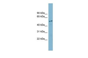 Anti-FAM90A1 antibody, N-term used in Western blot. GTX44975