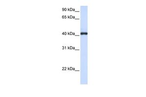 Anti-FCRLM1 antibody, C-term used in Western blot. GTX45922