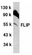 Anti-FLIP antibody used in Western blot. GTX74270