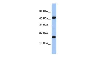 Anti-FLJ37543 antibody, N-term used in Western blot. GTX45225