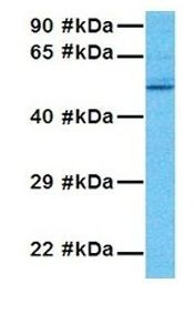 Anti-GABA A Receptor pi antibody, N-term used in Western blot. GTX77697
