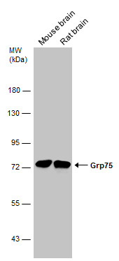 Anti-Grp75 antibody used in Western blot. GTX133283