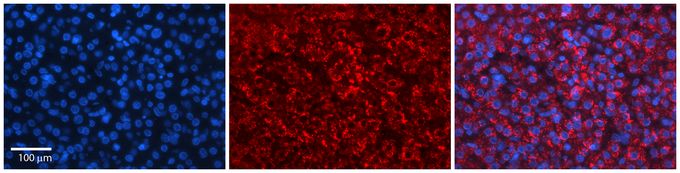 Anti-HERC4 antibody, Internal used in IHC (Formalin-fixed paraffin-embedded sections). GTX46908