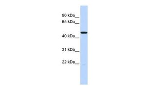 Anti-HTR3C antibody, Internal used in Western blot. GTX47641