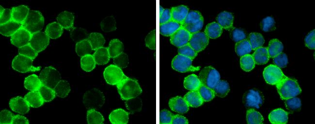 Anti-Iba1 antibody used in Immunocytochemistry/ Immunofluorescence. GTX100042