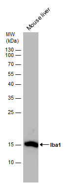 Anti-Iba1 antibody used in Western blot. GTX100042