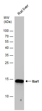 Anti-Iba1 antibody used in Western blot. GTX100042