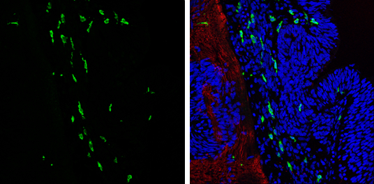 Anti-Iba1 antibody used in IHC (Frozen sections). GTX100042