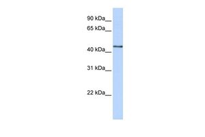 Anti-B3GNT4 antibody, N-term used in Western blot. GTX46158