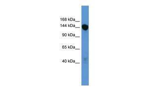 Anti-Basonuclin 2 antibody, C-term used in Western blot. GTX44668