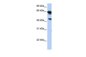 Anti-BAT5 antibody, Internal used in Western blot. GTX46029