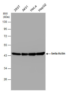 Anti-beta Actin antibody used in Western blot. GTX100313