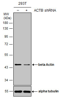 Anti-beta Actin antibody used in Western blot. GTX100313