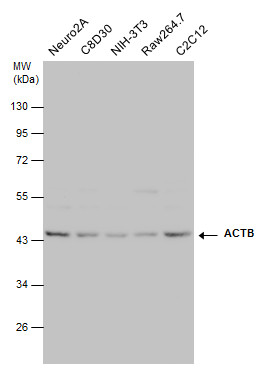 Anti-beta Actin antibody used in Western blot. GTX100315