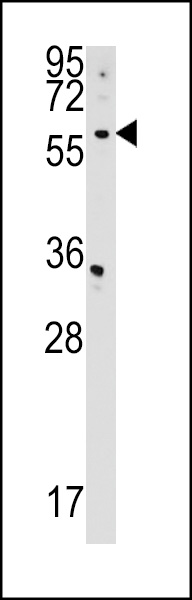 CDS2 Antibody (Center) (Cat. #AP17134c) western blot analysis in HepG2 cell line lysates (35ug/lane).This demonstrates the CDS2 antibody detected the CDS2 protein (arrow).
