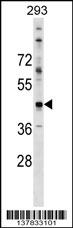 CADM2 Antibody (N-term) (Cat. #AP17511a) western blot analysis in 293 cell line lysates (35ug/lane).This demonstrates the CADM2 antibody detected the CADM2 protein (arrow).