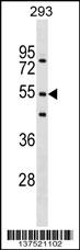 FBXW9 Antibody (N-term) (Cat. #AP17484a) western blot analysis in 293 cell line lysates (35ug/lane).This demonstrates the FBXW9 antibody detected the FBXW9 protein (arrow).