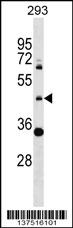 ZNF2 Antibody (N-term) (Cat. #AP17482a) western blot analysis in 293 cell line lysates (35ug/lane).This demonstrates the ZNF2 antibody detected the ZNF2 protein (arrow).