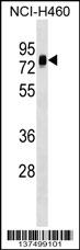 NAP1L3 Antibody (C-term) (Cat. #AP17474b) western blot analysis in NCI-H460 cell line lysates (35ug/lane).This demonstrates the NAP1L3 antibody detected the NAP1L3 protein (arrow).