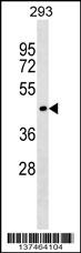 SERINC1 Antibody (C-term) (Cat. #AP17463b) western blot analysis in 293 cell line lysates (35ug/lane).This demonstrates the SERINC1 antibody detected the SERINC1 protein (arrow).