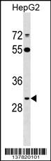 ARL10 Antibody (Center) (Cat. #AP17370c) western blot analysis in HepG2 cell line lysates (35ug/lane).This demonstrates the ARL10 antibody detected the ARL10 protein (arrow).