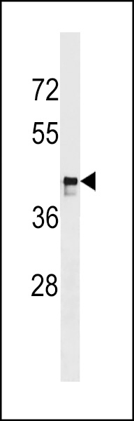 MARCH9 Antibody (C-term) (Cat. #AP17367b) western blot analysis in SK-BR-3 cell line lysates (35ug/lane).This demonstrates the MARCH9 antibody detected the MARCH9 protein (arrow).