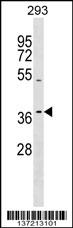 TAS2R13 Antibody (C-term) (Cat. #AP17339b) western blot analysis in 293 cell line lysates (35ug/lane).This demonstrates the TAS2R13 antibody detected the TAS2R13 protein (arrow).