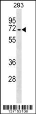Mouse Tgfbr2 Antibody (C-term) (Cat. #AP17322b) western blot analysis in 293 cell line lysates (35ug/lane).This demonstrates the Tgfbr2 antibody detected the Tgfbr2 protein (arrow).
