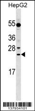 LRRC29 Antibody (N-term) (Cat. #AP17734a) western blot analysis in HepG2 cell line lysates (35ug/lane).This demonstrates the LRRC29 antibody detected the LRRC29 protein (arrow).