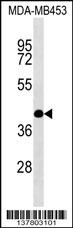 SHF Antibody (C-term) (Cat. #AP17727b) western blot analysis in MDA-MB453 cell line lysates (35ug/lane).This demonstrates the SHF antibody detected the SHF protein (arrow).