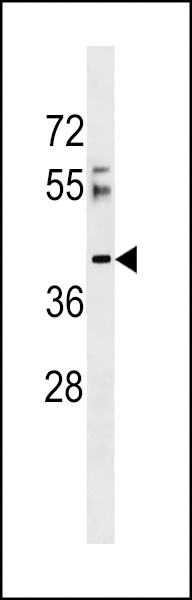 RSRC2 Antibody (N-term) (Cat. #AP17711a) western blot analysis in 293 cell line lysates (35ug/lane).This demonstrates the RSRC2 antibody detected the RSRC2 protein (arrow).