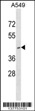 RNF165 Antibody (N-term) (Cat. #AP17710a) western blot analysis in A549 cell line lysates (35ug/lane).This demonstrates the RNF165 antibody detected the RNF165 protein (arrow).