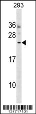 MOSPD3 Antibody (Center) (Cat. #AP17696c) western blot analysis in 293 cell line lysates (35ug/lane).This demonstrates the MOSPD3 antibody detected the MOSPD3 protein (arrow).