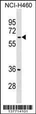 MDH1B Antibody (Center) (Cat. #AP17695c) western blot analysis in NCI-H460 cell line lysates (35ug/lane).This demonstrates the MDH1B antibody detected the MDH1B protein (arrow).