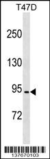 CCDC66 Antibody (C-term) (Cat. #AP17683b) western blot analysis in T47D cell line lysates (35ug/lane).This demonstrates the CCDC66 antibody detected the CCDC66 protein (arrow).
