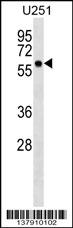BTN3A3 Antibody (N-term) (Cat. #AP17634a) western blot analysis in U251 cell line lysates (35ug/lane).This demonstrates the BTN3A3 antibody detected the BTN3A3 protein (arrow).