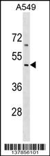EMID2 Antibody (Center) (Cat. #AP17632c) western blot analysis in A549 cell line lysates (35ug/lane).This demonstrates the EMID2 antibody detected the EMID2 protein (arrow).