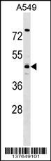 TMOD4 Antibody (Center) (Cat. #AP17611c) western blot analysis in A549 cell line lysates (35ug/lane).This demonstrates the TMOD4 antibody detected the TMOD4 protein (arrow).
