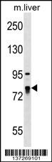LARP4 Antibody (C-term) (Cat. #AP17575b) western blot analysis in mouse liver tissue lysates (35ug/lane).This demonstrates the LARP4 antibody detected the LARP4 protein (arrow).