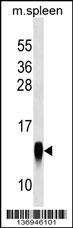 CRB3 Antibody (Center) (Cat. #AP17560c) western blot analysis in mouse spleen tissue lysates (35ug/lane).This demonstrates the CRB3 antibody detected the CRB3 protein (arrow).