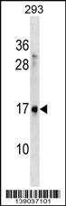 SYS1 Antibody (C-term) (Cat. #AP17982b) western blot analysis in 293 cell line lysates (35ug/lane).This demonstrates the SYS1 antibody detected the SYS1 protein (arrow).