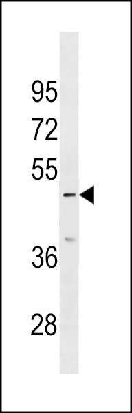 IP6K3 Antibody (N-term) (Cat. #AP17979a) western blot analysis in 293 cell line lysates (35ug/lane).This demonstrates the IP6K3 antibody detected the IP6K3 protein (arrow).