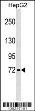 GBP4 Antibody (Center) (Cat. #AP17973c) western blot analysis in HepG2 cell line lysates (35ug/lane).This demonstrates the GBP4 antibody detected the GBP4 protein (arrow).