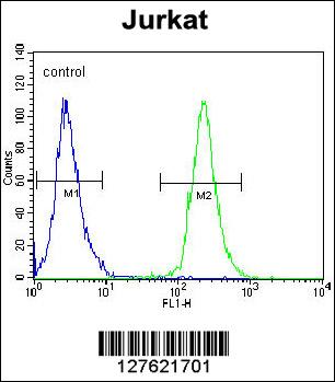 POTEB Antibody (C-term) (Cat. #AP10032b) flow cytometric analysis of Jurkat cells (right histogram) compared to a negative control cell (left histogram).FITC-conjugated goat-anti-rabbit secondary antibodies were used for the analysis.