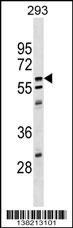 CPNE5 Antibody (C-term) (Cat. #AP17963b) western blot analysis in 293 cell line lysates (35ug/lane).This demonstrates the CPNE5 antibody detected the CPNE5 protein (arrow).