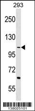 TEX2 Antibody (Center) (Cat. #AP17935c) western blot analysis in 293 cell line lysates (35ug/lane).This demonstrates the TEX2 antibody detected the TEX2 protein (arrow).